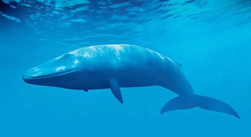 Denizin Devlerinin Sırrı. Balinaların Kalpleri İnanılmaz Boyutları ve Yüksek Tansiyonlarıyla Şaşırtıcı Bir Yapı
